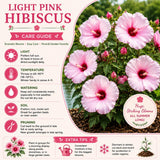 2 Hardy Light Pink Hibiscus Plant Live, Tropical Flower Shrub, 4-6" Tall