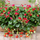 Red Strawberry Live Plant, Berry Plant, 2-3 Inch Tall, 3 Inch Pot