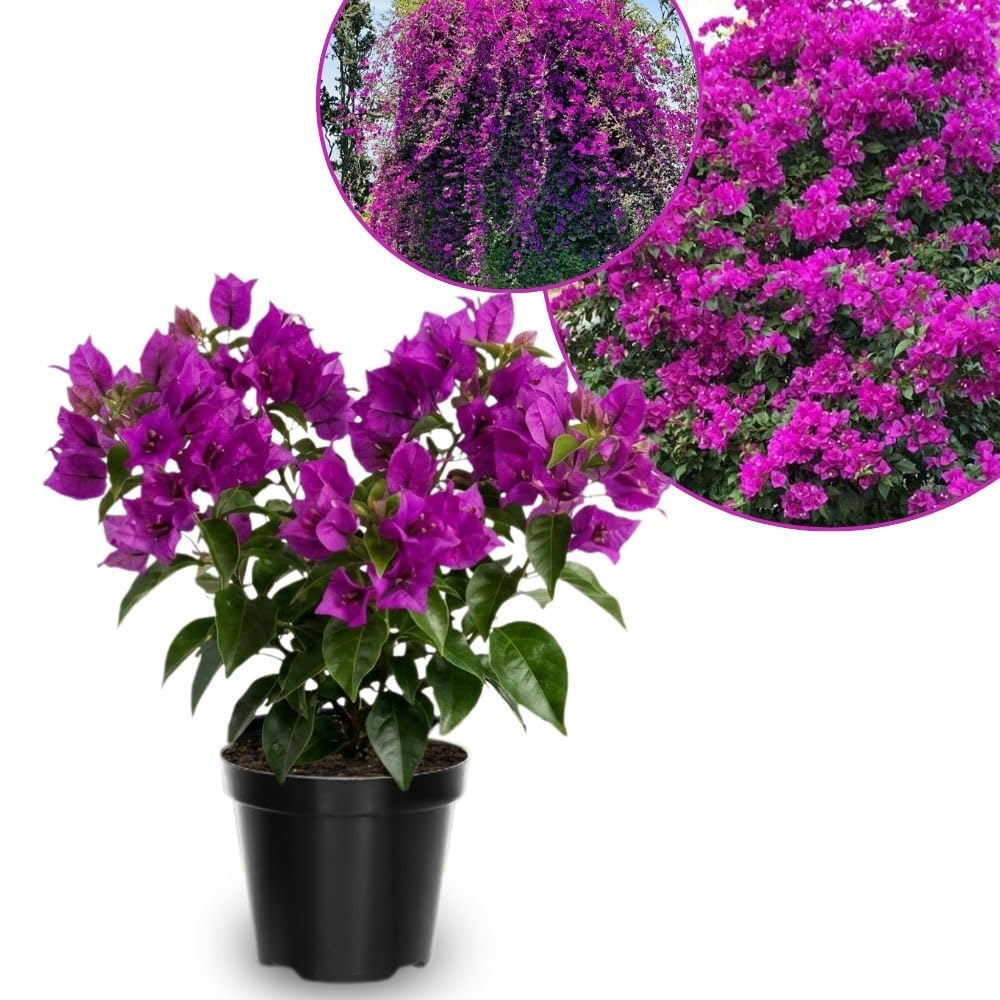 Set 2 Dark Purple Bougainvillea Live Plant 5-7 Inch Tall