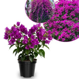 Set 2 Dark Purple Bougainvillea Live Plant 5-7 Inch Tall