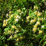 White Yellow Honeysuckle Plant Live, Flower Vine, 6-12 Inch Tall, 4" Pot