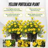 2 Yellow Portulaca Live Plants, Hardy Garden Plant, 4-7 Inch Tall