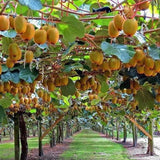 Hardy Kiwi Live Plant, Fruit Vine Plant, 4-6 Inch Tall