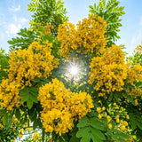 2 Yellow Cassia Plants Live, Well-Rooted Flower Tree, 4-6 Inch Tall
