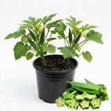 2 Green Okra Live Plants, Backyard Garden Seedling, 5 Inch Tall