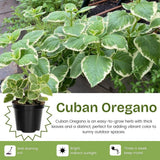 Set 3 Variegated Cuban Oregano Live Plant 4-5 Inch Tall