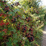 2 Osage Black Berry Live Plants, Fruit Berry Plant, 4-6 Inch Tall