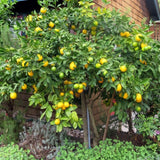 Meyer Lemon Tree, Starter Plant, 1-2 Ft Tall, 1 Gallon Pot