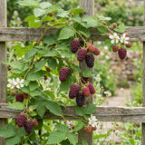 2 Sweet Boysenberry Plants, Starter Plant, 4-6 Inch Tall