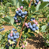 2 Sunshine Blue Blueberry Live Plant, Home Garden Fruit Bush, 4-6 Inch Tall