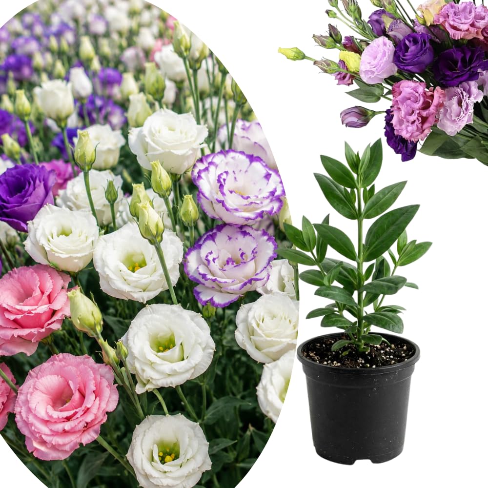 Mix Color Lisianthus Plant, Eustoma Lisianthus Flowers in Plug, 3-5'' Tall