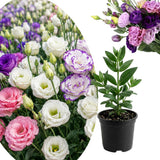 Mix Color Lisianthus Plant, Eustoma Lisianthus Flowers in Plug, 3-5'' Tall