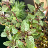 2 Chocolate Mint Plants Live, 4-5 Inch Tall