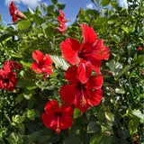 Red Hibiscus Plant 5-7" Tall