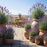 2 Provence Lavender Plants, Lavender Plants Live, 4-8 Inch Tall