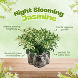 Set of 3 Fragrant Night Blooming Jasmine Plants Live,