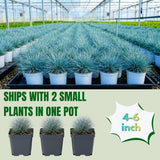 2 Ornamental Grass Live Plants, Well-Rooted Grass Plant, 4 Inch Pot