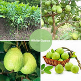 White Guava Live Plant, Well-Rooted Fruit Tree, 7-9 Inch Tall