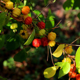 Cherry Fruit Live Tree, Ready to Grow Plant, 4-6 Inch Tall