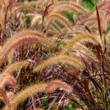 3 Red Fountain Grass Live Plants, Patio Container Plant, 4-6 Inch Tall