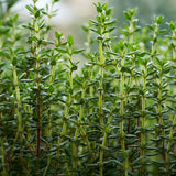 2 Thyme Live Plants, Home Garden Plant, 4-6 Inch Tall