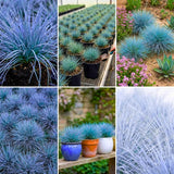 Blue Fescue Live Plant, Perennial Garden Grass, 3-6 Inch Tall, 4 Inch Pot
