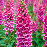6 Pink Foxglove Live Plants, 2-6 Inch Tall, 3 Inch Pot