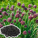 2 Walking Onion Seeds for Planting