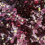 2 Purple Alternanthera Live Plants, Hardy Garden Plant, 4-6 Inch Tall