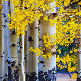 Quaking Aspen Tree Live Plant, Fall Color Tree, 6-9 Inch Tall