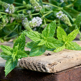 4 Peppermint Live Plants, Fragrant Herbs, 4-6 Inch Tall