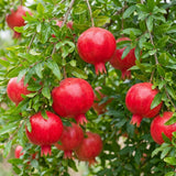 Sweet Pomegranate Tree Plant Live, Hardy Garden Plant, 4-6 Inch Tall