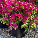 2 Pink Live Bougainvillea Plants, Hardy Garden Plant, 5-7 Inch Tall