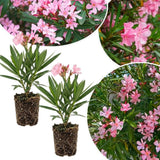 Set 2 Live Pink Oleander Plant, 4 to 6 Inch Tall