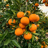 Sweet Tangerine Tree, Mandarin Citrus Fruit Tree, 2-3 Ft Tall, 1 Gal Pot