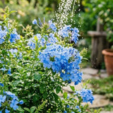 2 Blue Plumbago Flower Live Plants, Flowering Shrub, 4-6 Inch Tall