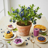 2 Sunshine Blueberry Plant Live, Blueberry Bushes Plant, 4-7 Inch Tall