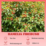 3 Hamelia Firebush Live Plant, Hamelia Plant Live, 4-6 Inch Tall