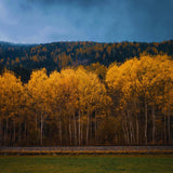 2 Quaking Aspen Trees Live Plants, Rooted Tree Seedlings, 6-10 Inch Tall