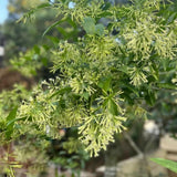 3 Night Blooming Jasmine Live Plants, Jasmine Plant Live, 4-7 Inch Tall
