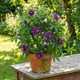 2 Deep Purple Passion Flower Plants, Passiflora Flower Plant, 4-6 Inch Tall