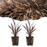 Combo 2 Red Fountain Grass Live Plants 4-6 Inch