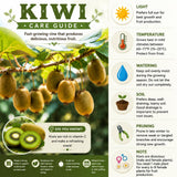 Hardy Kiwi Plant Live, Edible Berry Vine Plant, 4-6 Inch Tall