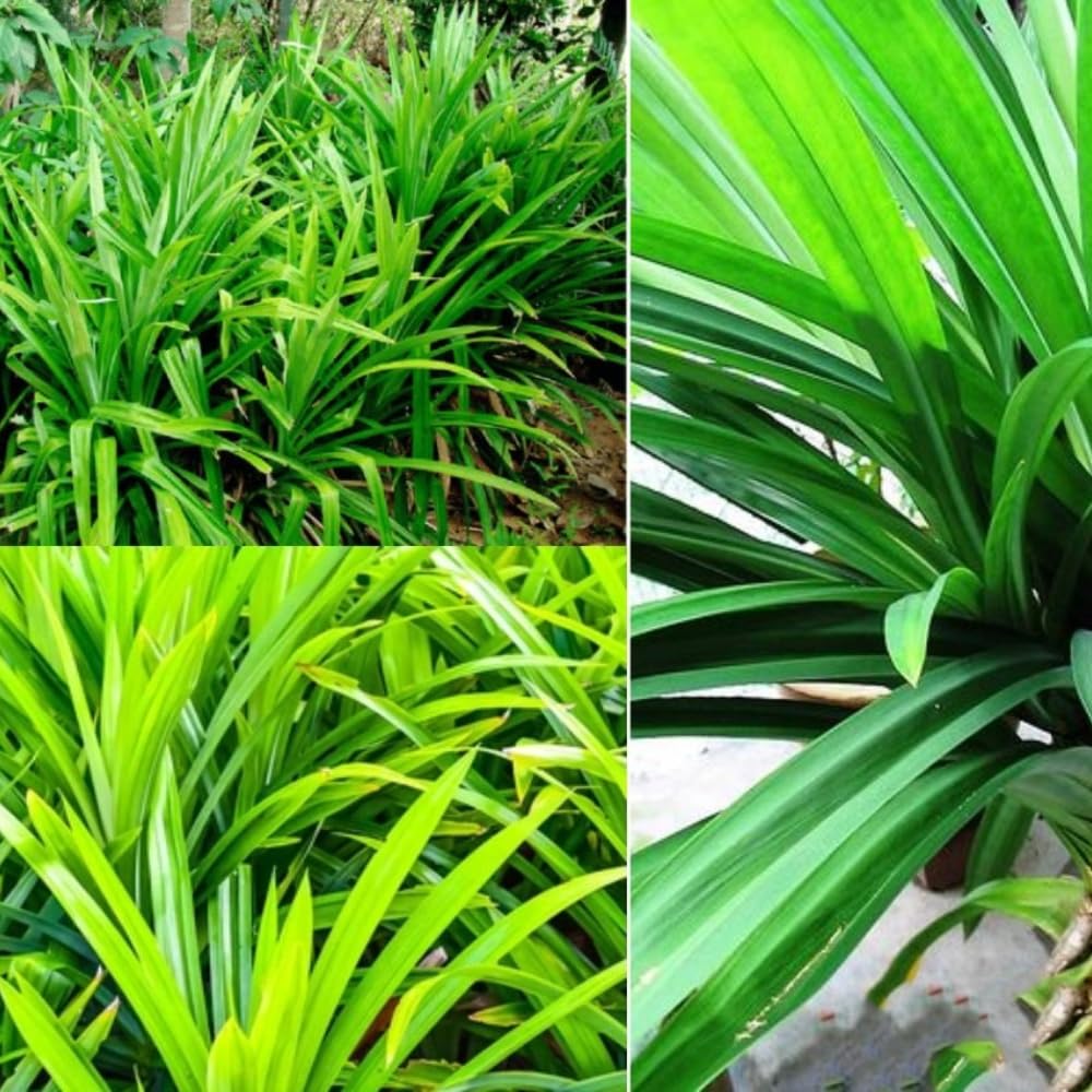 2 Pandan Leaves Live Plants, Well-Rooted Herb Plant, 4-8 Inch Tall