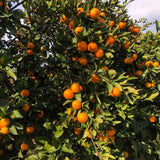 Live Grafted Tangerine Citrus Tree 2-3 Feet Tall