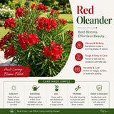 Set 2 Red Oleander Plants Live, Oleander Plant, 4-6 Inc Tall