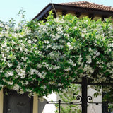 Star Jasmine Plant Live, Decorative Flower Plant, 5-8 Inch Tall, 3 Inch Pot