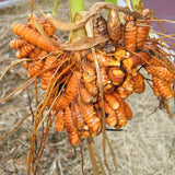 1lb Curcuma Turmeric Rhizomes