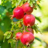 Live Pomegranate Tree Plant, Pomegranates Fruit, 8-10 Inch Tall, 4 Inch Pot