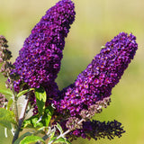 Purple Butterfly Bush Live Plant, Well-Rooted Garden Shrub, 3-5 Inch Tall